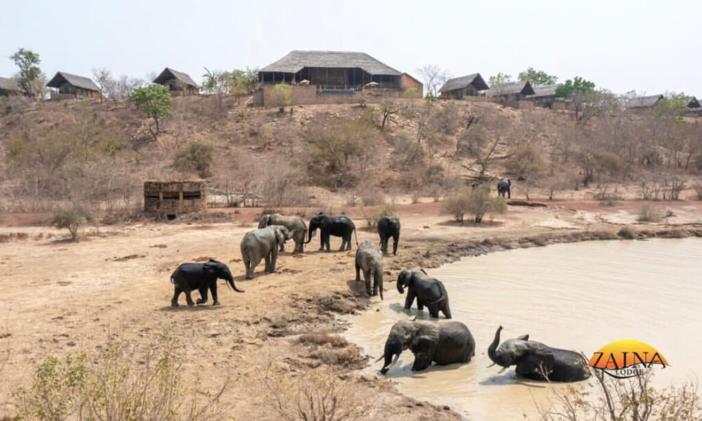 Zaina Lodge: An ultimate safari experience